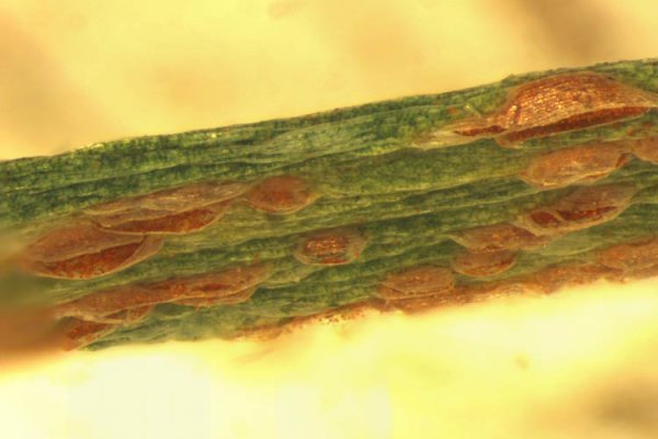 Кракен маркетплейс kr2connect co