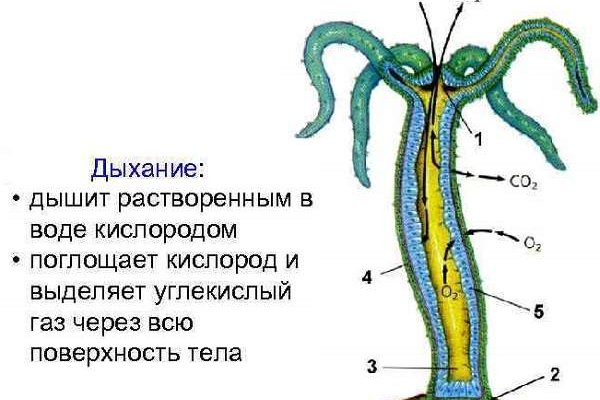 Как вернуть аккаунт кракен