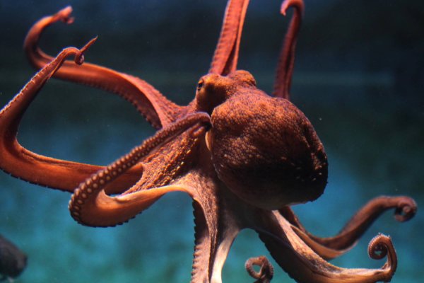 Кракен маркетплейс kr2web in площадка