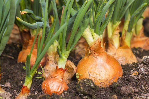 Кракен маркетплейс про