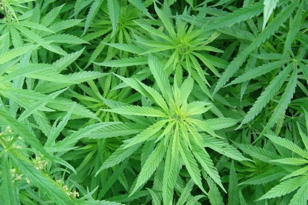 Кракен сайт 2krnk