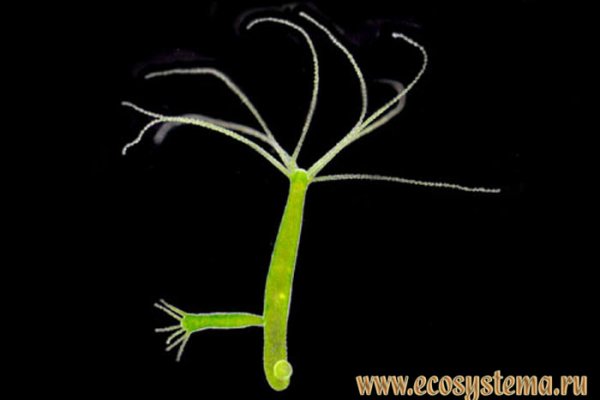 Кракен действующая ссылка