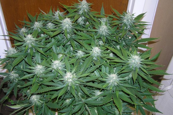 Клир ссылка на кракен 2025