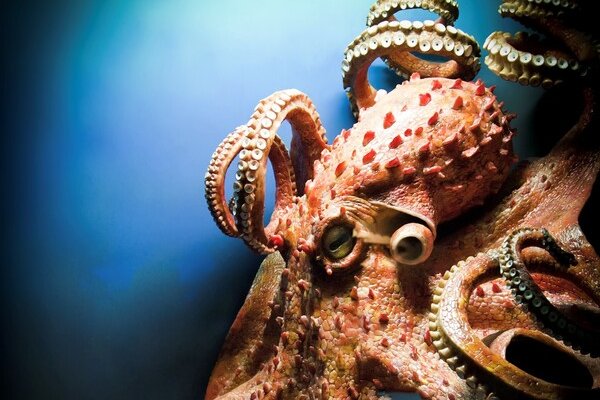 Спрут мега кракен