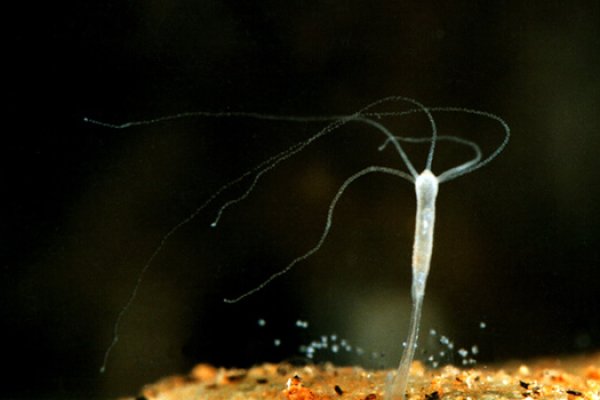 Кракен вход рабочий