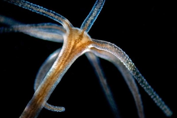 Kraken clear ссылка