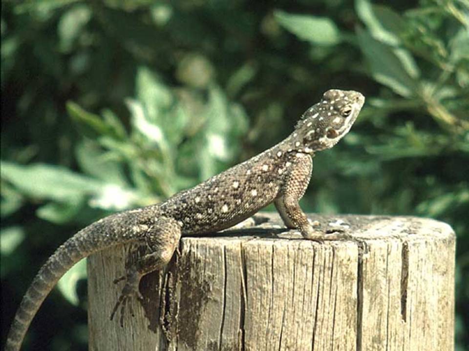 Кракен плейс