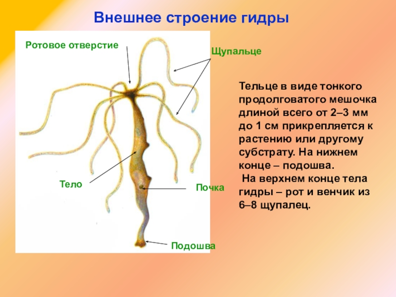 Кракен пишет пользователь не найден